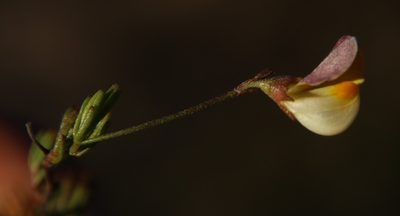 Aspalathus bracteata, photographed by Tony Rebelo