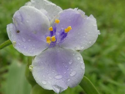 Tradescantia gigantea, photographed by Morgan Hay