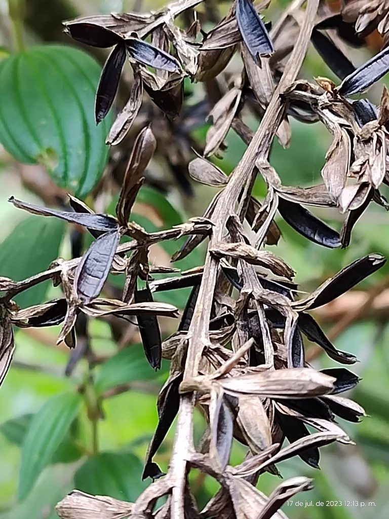 Guzmania diffusa, photographed by Ángela María Gómez M