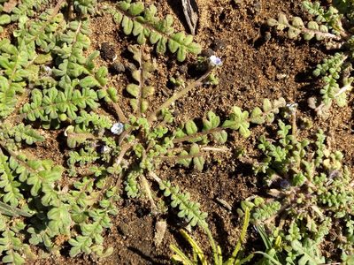Phacelia stellaris, photographed by sdash
