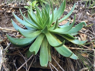 Dudleya candelabrum, photographed by Adam J. Searcy