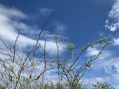 Bursera graveolens, photographed by Carrie Seltzer