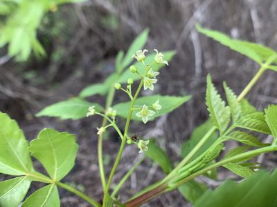 Bursera graveolens, photographed by Carrie Seltzer