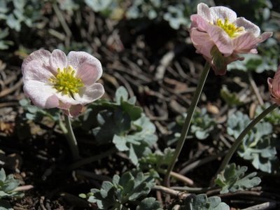 Ranunculus andersonii, photographed by Jim Morefield