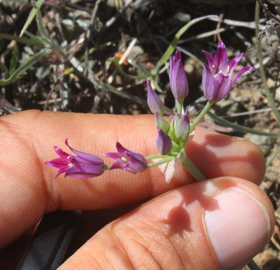 Allium bolanderi, photographed by Scott Loarie