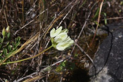 Astragalus breweri, photographed by Scott Loarie