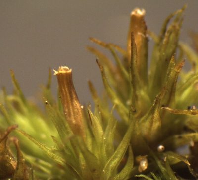Lewinskya tasmanica, photographed by John Steel