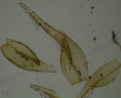 Lewinskya tasmanica, photographed by John Steel