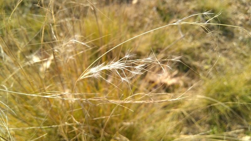 Jarava plumosa, photographed by Josep Gesti