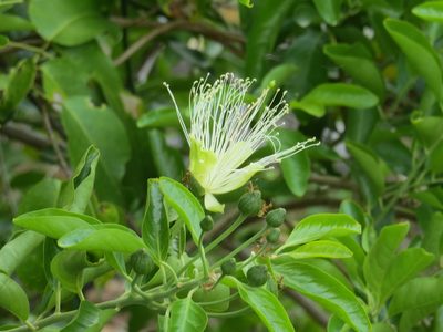 Capparis lucida, photographed by coenobita