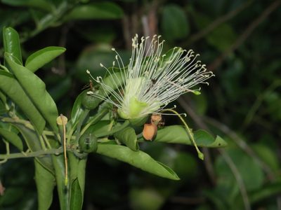 Capparis lucida, photographed by coenobita