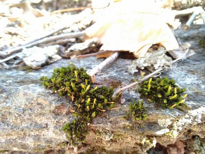 Ulota hutchinsiae, photographed by Rafael Medina