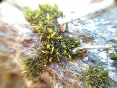 Ulota hutchinsiae, photographed by Rafael Medina