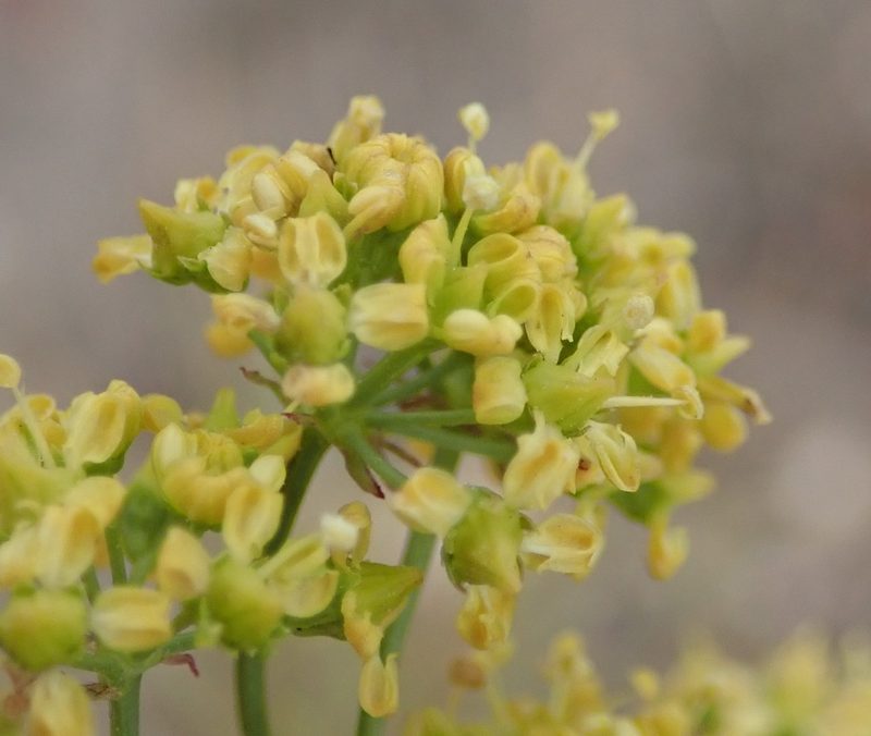 Lichtensteinia interrupta, photographed by Nicola van Berkel