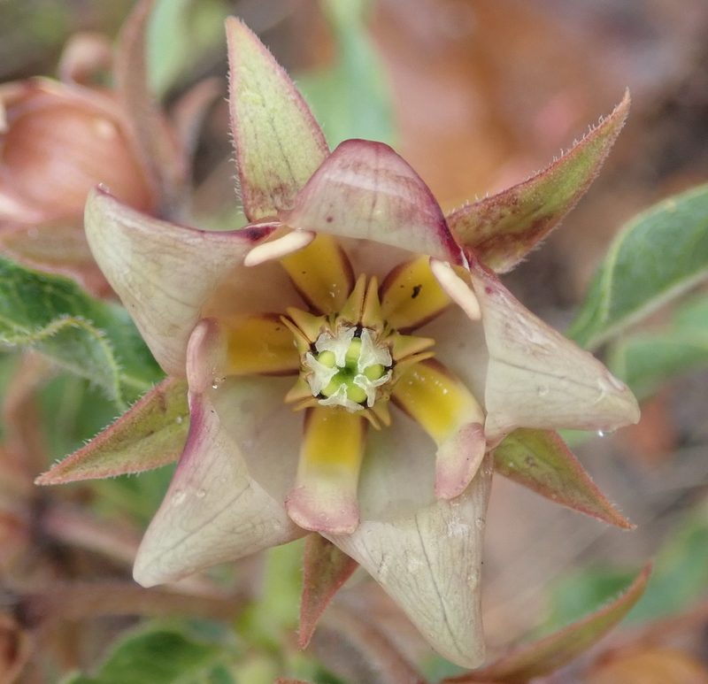 Pachycarpus dealbatus, photographed by Nicola van Berkel