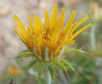 Berkheya angustifolia, photographed by Nicola van Berkel