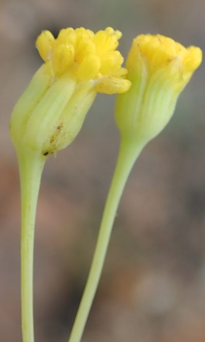 Hertia kraussii, photographed by Nicola van Berkel