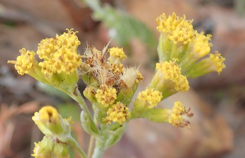 Senecio pauciflosculosus, photographed by Nicola van Berkel