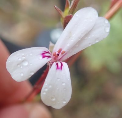 Pelargonium laevigatum, photographed by Nicola van Berkel