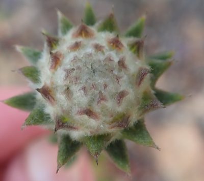 Phylica propinqua, photographed by Nicola van Berkel