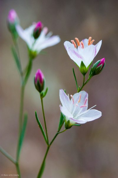Linum californicum, photographed by Ken-ichi Ueda