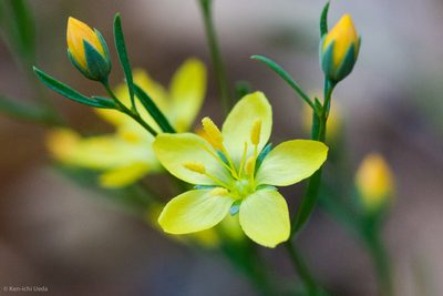 Linum breweri, photographed by Ken-ichi Ueda