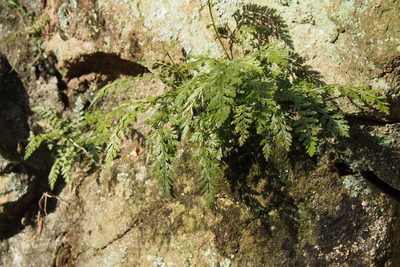Asplenium sarelii, photographed by harum.koh