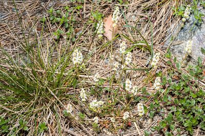 Sesamoides interrupta, photographed by Drepanostoma