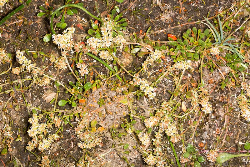 Sesamoides spathulifolia, photographed by Drepanostoma