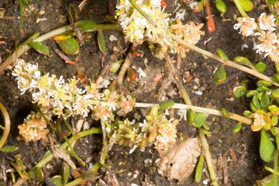 Sesamoides spathulifolia, photographed by Drepanostoma