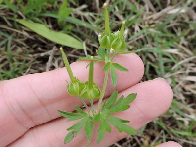 Geranium texanum, photographed by Sam Kieschnick