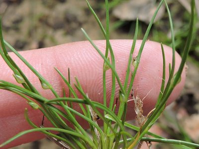 Isolepis carinata, photographed by Sam Kieschnick