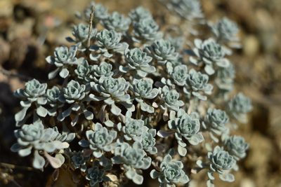 Odontarrhena obtusifolia, photographed by Vitaliy Rudenko