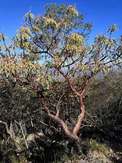 Pseudosmodingium perniciosum, photographed by adel-fridus