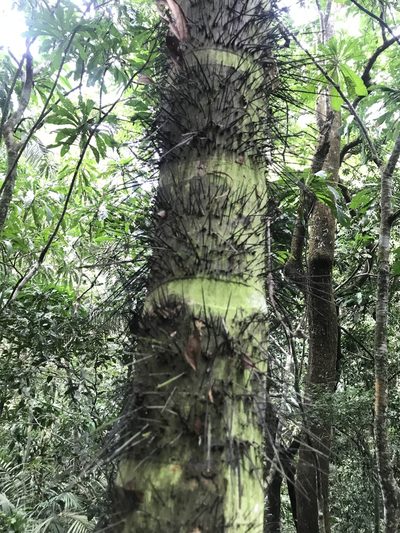 Astrocaryum standleyanum, photographed by Dario Taraborelli
