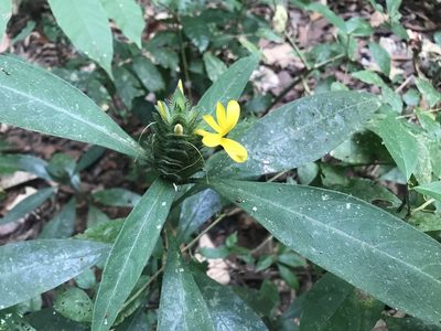 Barleria oenotheroides, photographed by Dario Taraborelli