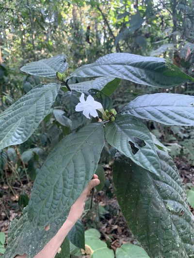 Ruellia tubiflora, photographed by Scott Loarie