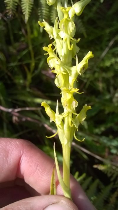 Roeperocharis wentzeliana, photographed by Seth Musker
