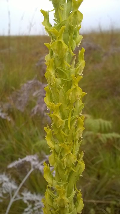 Roeperocharis wentzeliana, photographed by Seth Musker