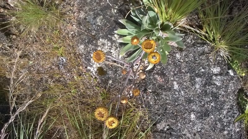 Helichrysum nitens, photographed by Seth Musker