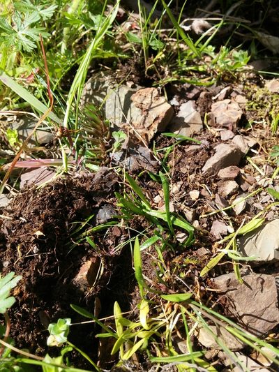 Ophioglossum lusitanicum, photographed by Mattia Menchetti