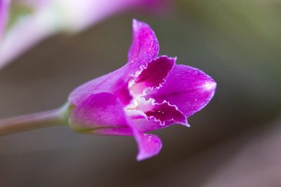 Allium crispum, photographed by Ken-ichi Ueda