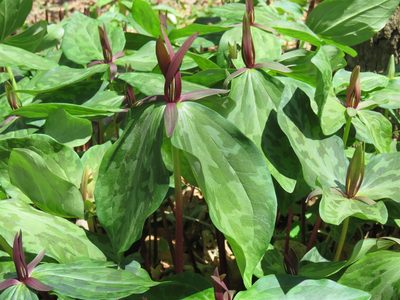 Trillium gracile, photographed by Laura Clark