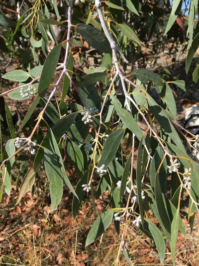 Eucalyptus tenuiramis, photographed by Miguel de Salas
