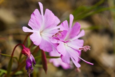 Clarkia breweri, photographed by Ken-ichi Ueda