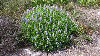 Lupinus floridanus, photographed by Kristof Zyskowski