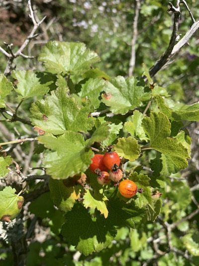 Ribes tortuosum, photographed by Jim Riley