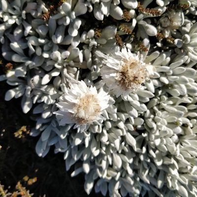 Leucochrysum alpinum, photographed by Will Cornwell