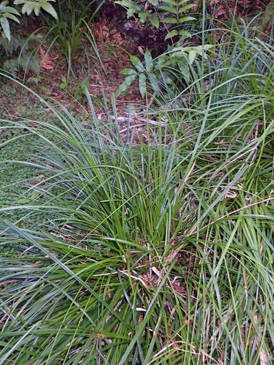 Carex auceps, photographed by Peter de Lange