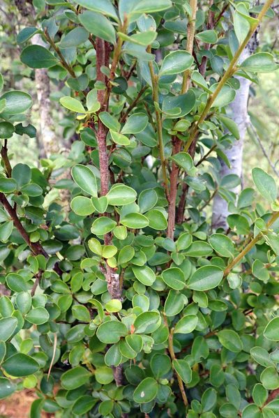 Myrsine coxii, photographed by Peter de Lange